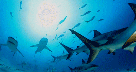 Shark alerta: como evitar um ataque!