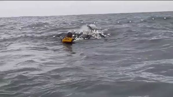 Surfistas realizam resgate de duas baleias em Santa Catarina