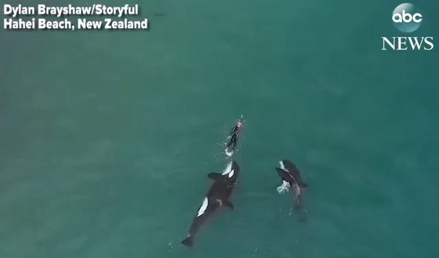 Drone captura imagens de mulher cercada por orcas