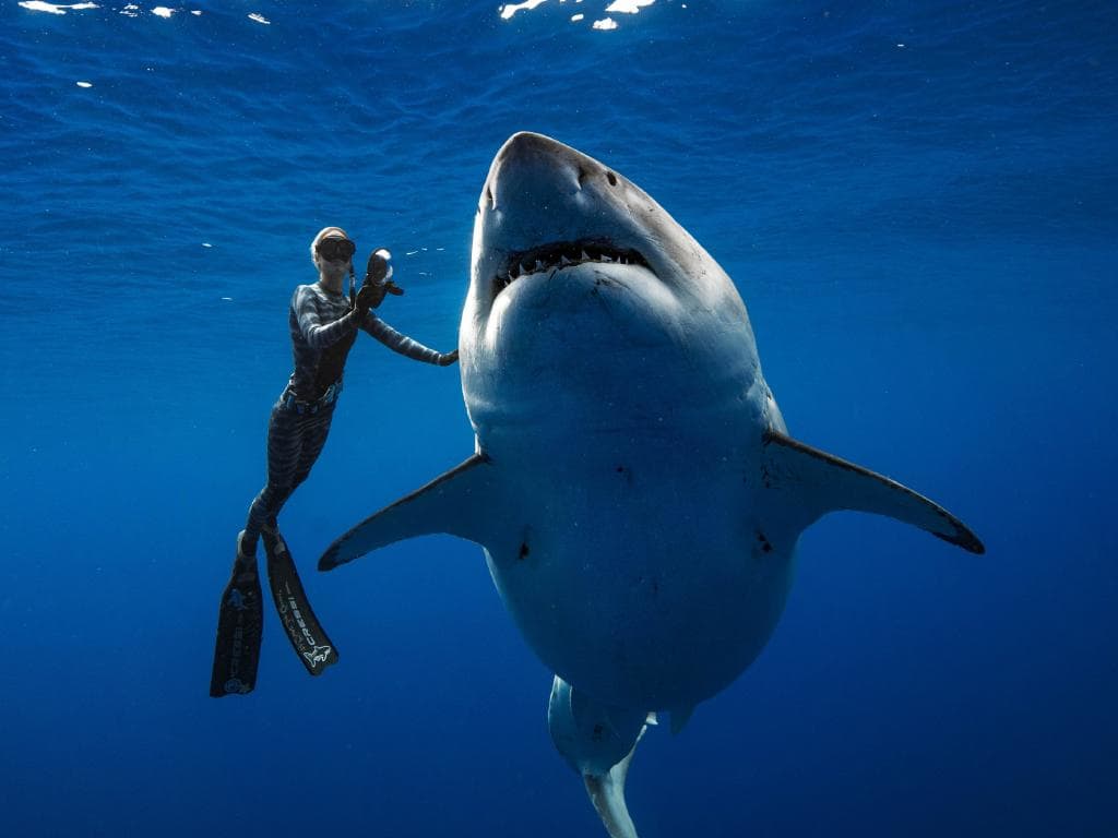 Vídeo: maior tubarão-branco já registrado nas águas do Havaí