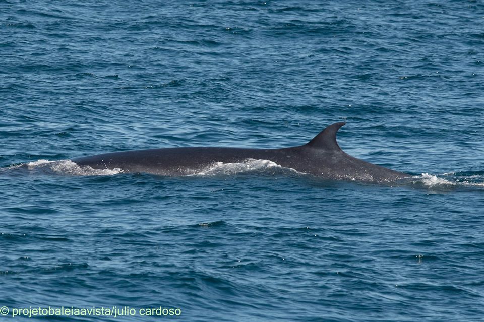 Visita ilustre: baleias-de-bryde avistadas em Ilhabela
