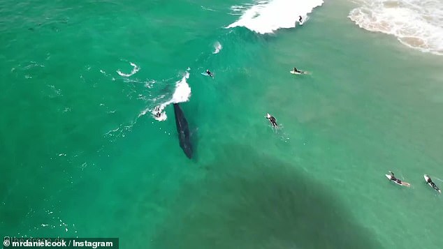 Drone filma surfista e baleia surfando juntos na Austrália