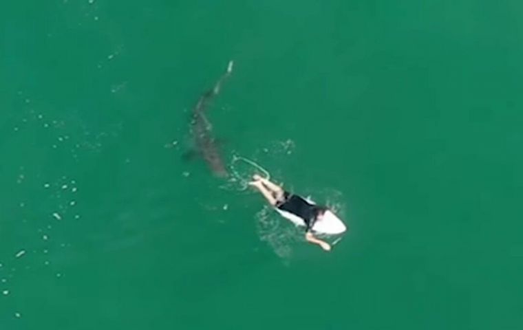 Encontro de Matt Wilkinson com tubarão-branco levanta a questão: como agir na presença de um tubarão