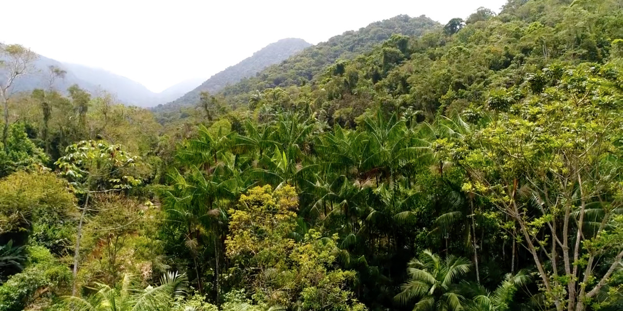 O consumo de Juçaí pode salvar a palmeira mais emblemática da Mata Atlântica