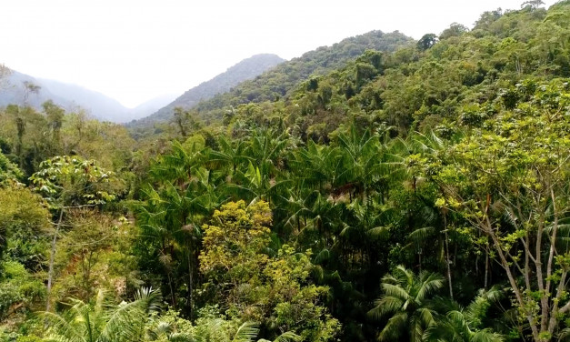 O consumo de Juçaí pode salvar a palmeira mais emblemática da Mata Atlântica
