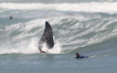 Surfistas e baleias juntos em Santa Catarina