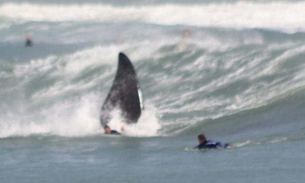Surfistas e baleias juntos em Santa Catarina