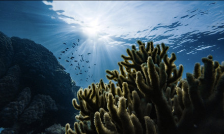 Quantos corais você pretende matar na vida