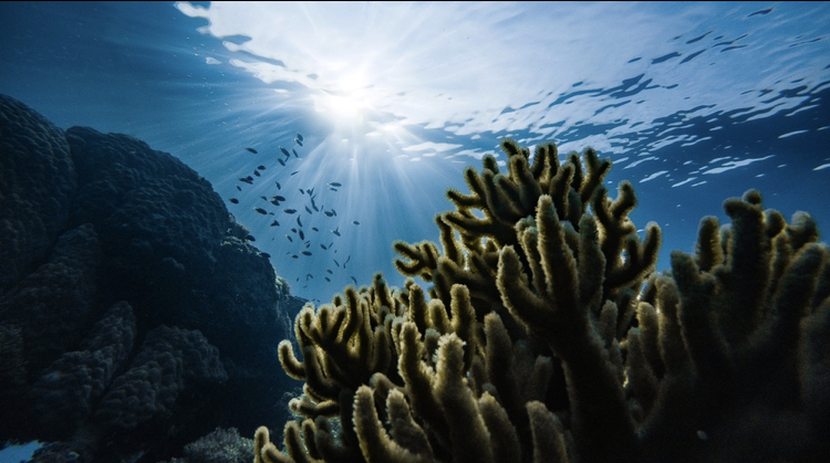 Quantos corais você pretende matar na vida