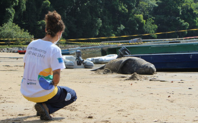 Errante e solitário, Elefante-marinho é turista inusitado na Costa Verde