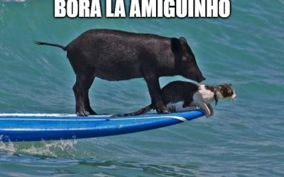 12 memes de surfe para celebrar o Dia Nacional do Meme