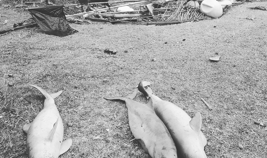 Cresce número de golfinhos mortos no litoral norte paulista